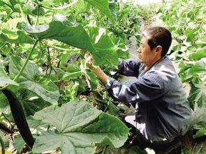今年呼和浩特市蔬菜种植产量将达60万吨