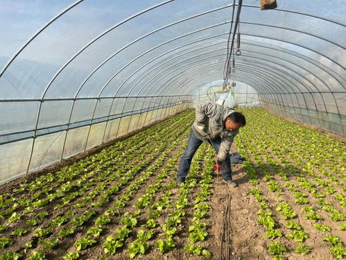 寒潮来袭 冻 真格 蔬菜种植户积极应对保供应
