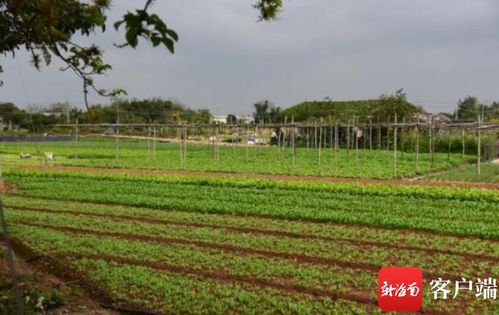 确保春节蔬菜种植 海口美兰区向外地菜农发放 稳岗红包