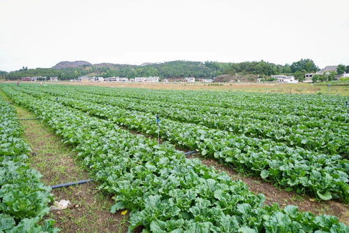 草海镇中海社区 千亩蔬菜迎来采收季