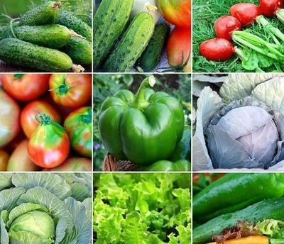 反季节的蔬菜种植,响亮冬季农业生产需求