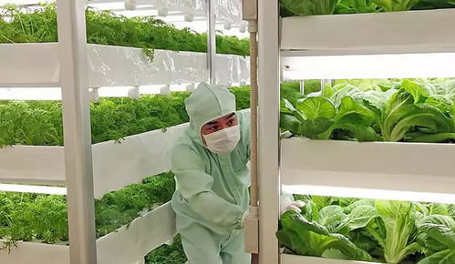 谁为问题蔬菜披上有机外衣,其中有你