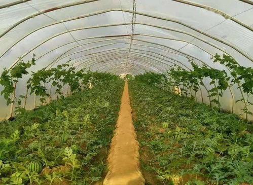 兰陵尚岩一男子有 三宝 ,蔬菜种植有 门道