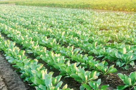 10月份蔬菜种植指南来了,请查收