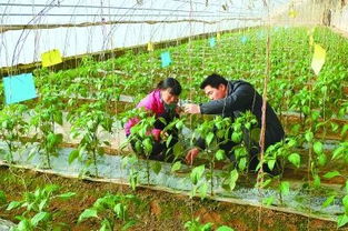 甘肃平凉 学生蔬菜大棚里体验采摘乐