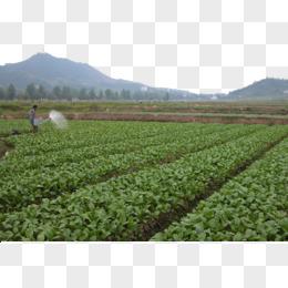 绿色蔬菜种植菜园