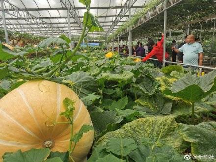 根际带电地瓜上天快来看看寿光蔬菜种植高科技吧