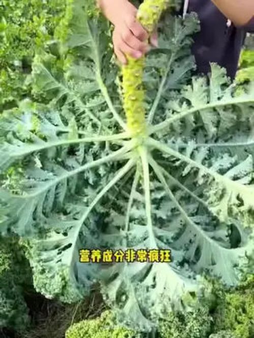 蔬菜种植 家庭种植