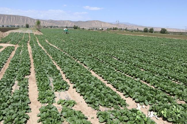【图片新闻】古浪县定宁镇着力打造独具特色的有机蔬菜种植示范基地