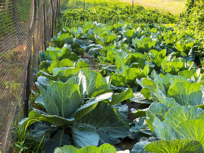传统蔬菜种植的小型生态家园花园照片-正版商用图片0yulid-摄图新视界