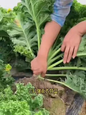 家庭必备 蔬菜种植 蔬菜种子