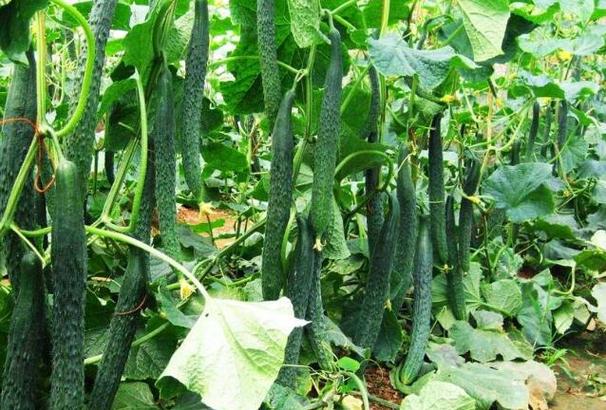 北方秋黄瓜的种植时间详解 - 蔬菜种植 - 夫农网