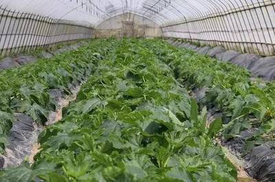农产品电商调查2:电商下的新农业