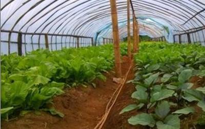 风雨同舟,放弃高薪回家种植蔬菜,如今日销售额达1300元