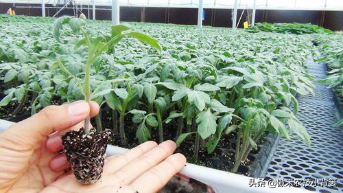 瓜果蔬菜如何培育健壮苗 育苗时应该注意哪几点 苗后管理