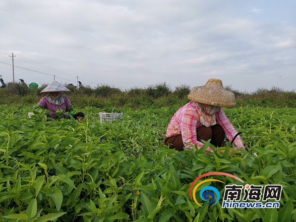 海口市菜篮子产业集团组织菜农做好基地蔬菜种植采收工作.菜篮子供图