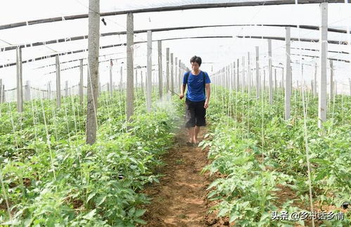蔬菜种植和育苗大全来了,几个超实用经验,助力苗齐苗壮长势旺