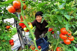 福建 发展无公害蔬菜种植