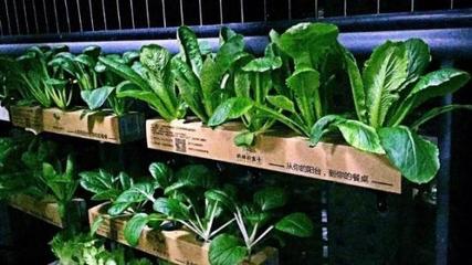 案例|颠覆传统种植业,盒子里种蔬菜(附种植业创业方向)