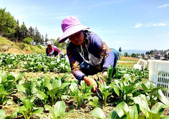 贵州水城规模化种植蔬菜拓宽销售渠道