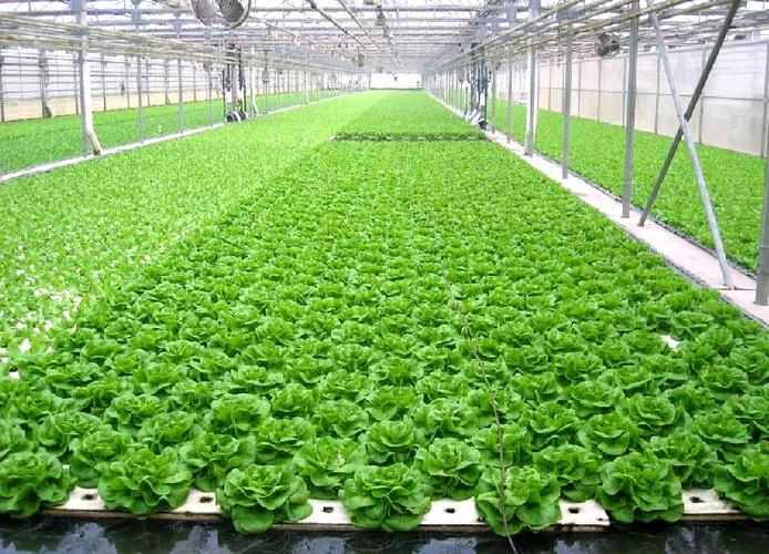 蔬菜高效栽培类型-中国农业ceo网学院频道