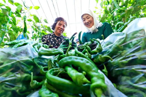 张掖甘州抓紧生产 保障菜篮子供应凤凰网甘肃 凤凰网