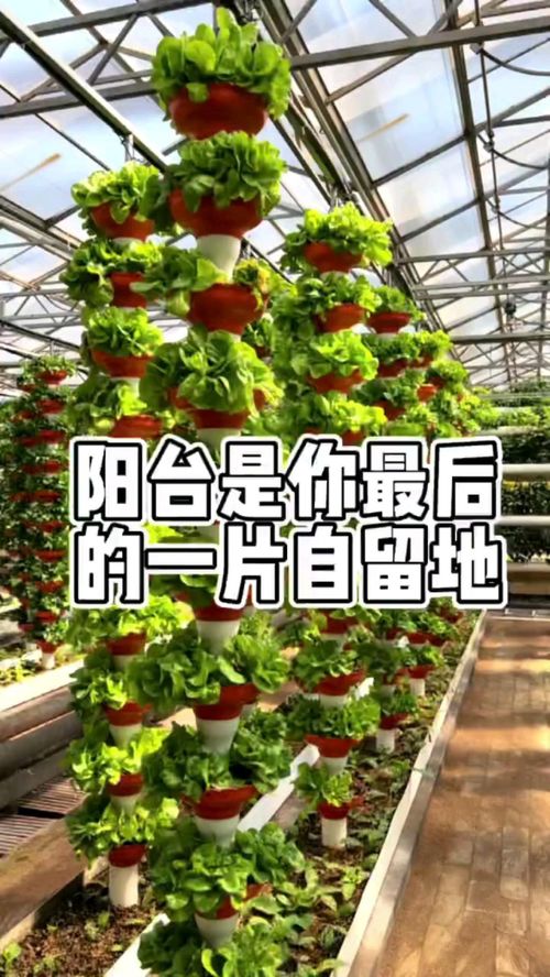 阳台蔬菜种植成为城市热