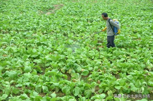 用红糖作叶面肥,这样配方效果出奇的好