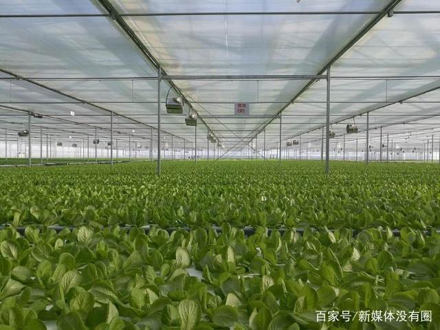 继京东种菜后,腾讯也开始种起黄瓜,还顺便拿个了种黄瓜比赛亚军