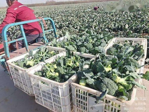 农业经济 培育蔬菜种植典型,示范带动种植结构调整