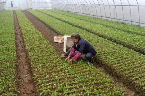 蔬菜种植要专一,乱增品种易出事