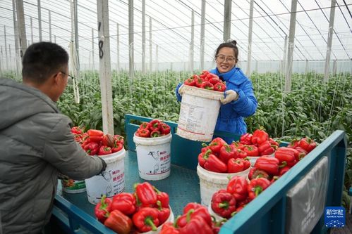 山东寿光 节前 菜乡 处处忙