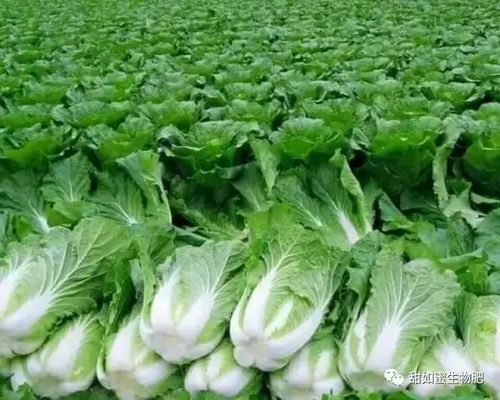 为什么种植大户的蔬菜好卖,而散户却滞销