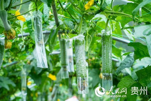 向新黔行│13个小时,贵州蔬菜 鲜送 大湾区