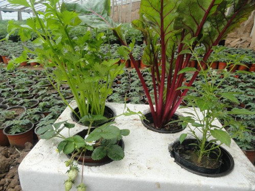 盆栽蔬菜怎么种植的4个技术