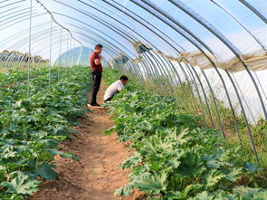 农民种植一种蔬菜,2亩净赚20000元,秘诀在哪里