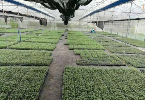 自动温室大棚种植技巧保健蔬菜种植效益好
