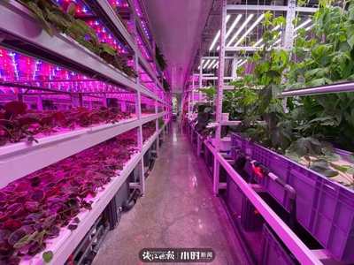 “航天蔬菜”杭州有同款,人造阳光和空气,全程不用农药,带你走进神奇植物工厂