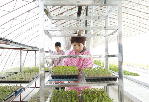 特色种植促增收