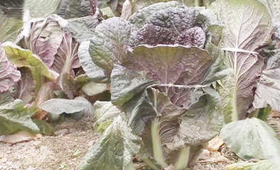 浙江:探索蔬菜产销新模式 带动农户增收