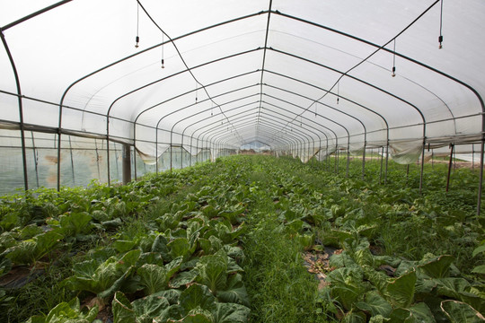 大棚蔬菜基地