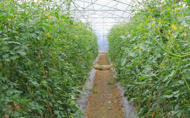 大棚种植的蔬菜有哪些品种?大棚蔬菜是不是味道更好些?[多图]