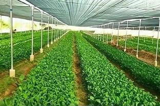 北方农村大棚种植什么最赚钱