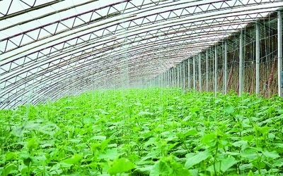 气体施肥:蔬菜种植革命