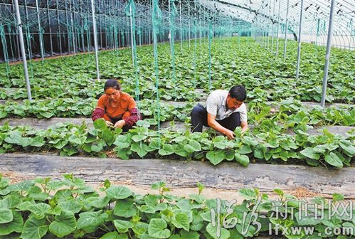襄汾东毛村 发展蔬菜规模化种植促进农业增效 农民增收